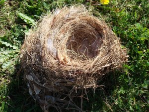 birds-nest-274582_640