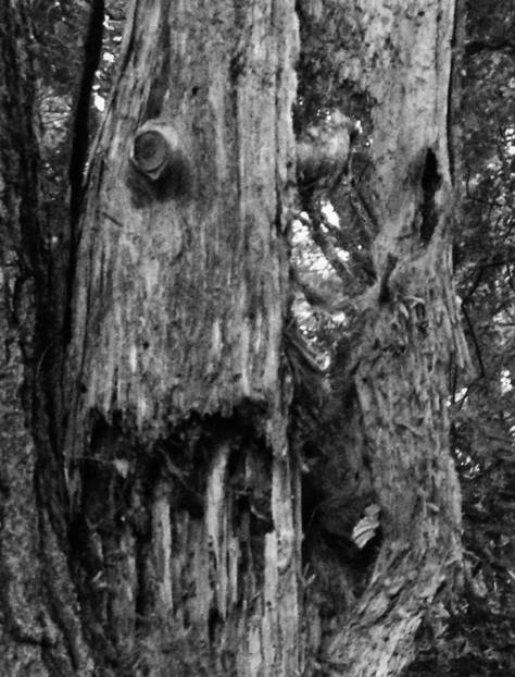 11144991_10153722621809924_7943651042576018640_n