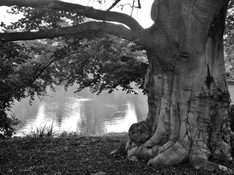 12019879_1008452342552913_6479396659427418877_n