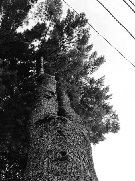 12049123_10153758054984924_4453975641216235844_n