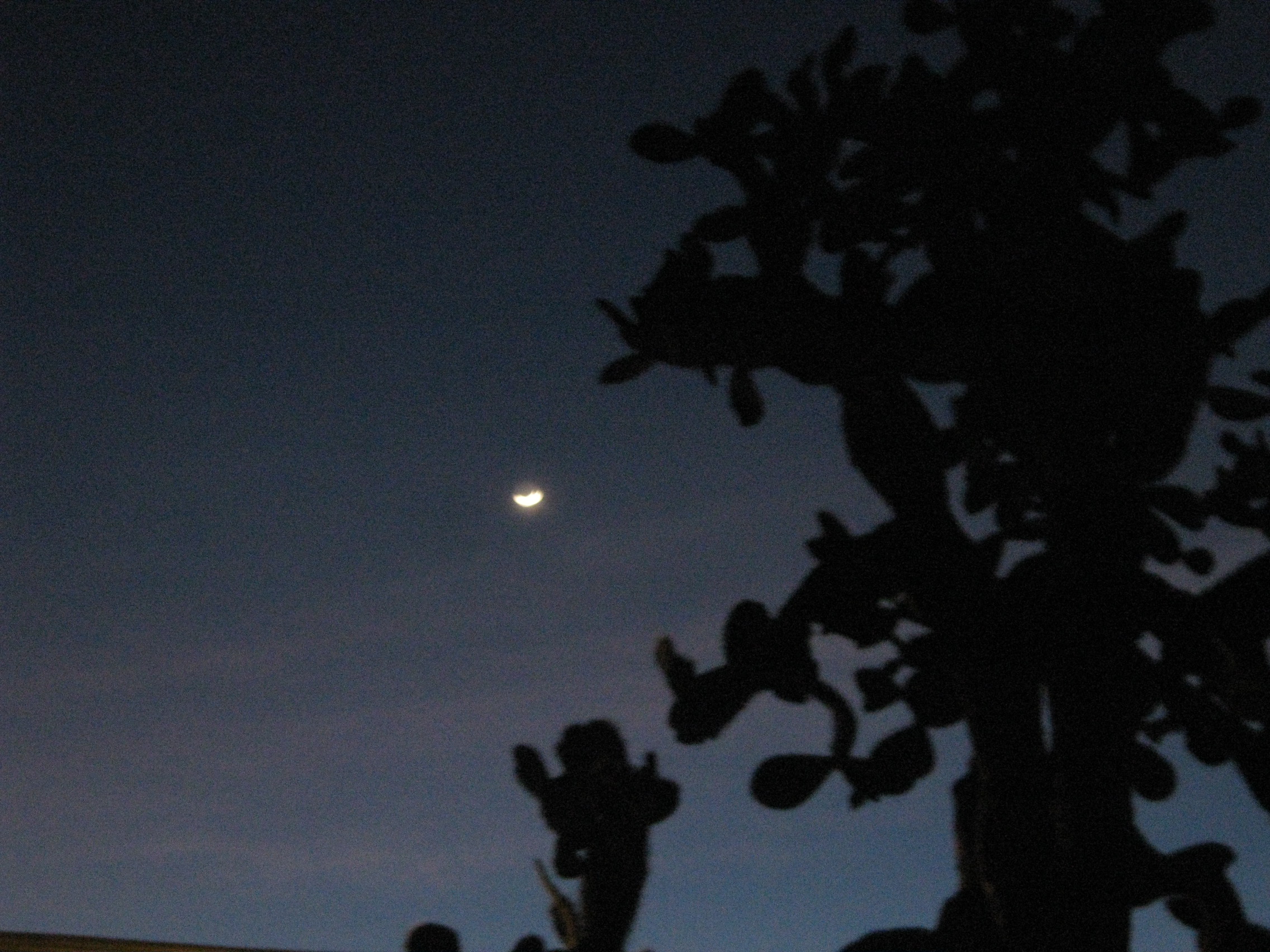 moon & opuntia 01b-LorraineCaputo